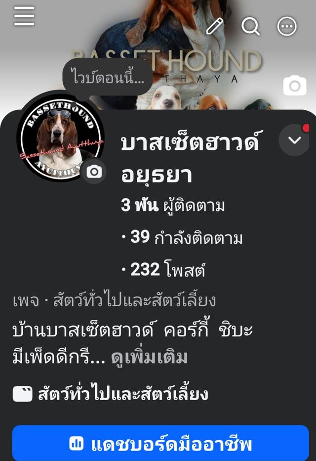 ชิบะอินุ อายุ 2 เดือน รูปที่ 7