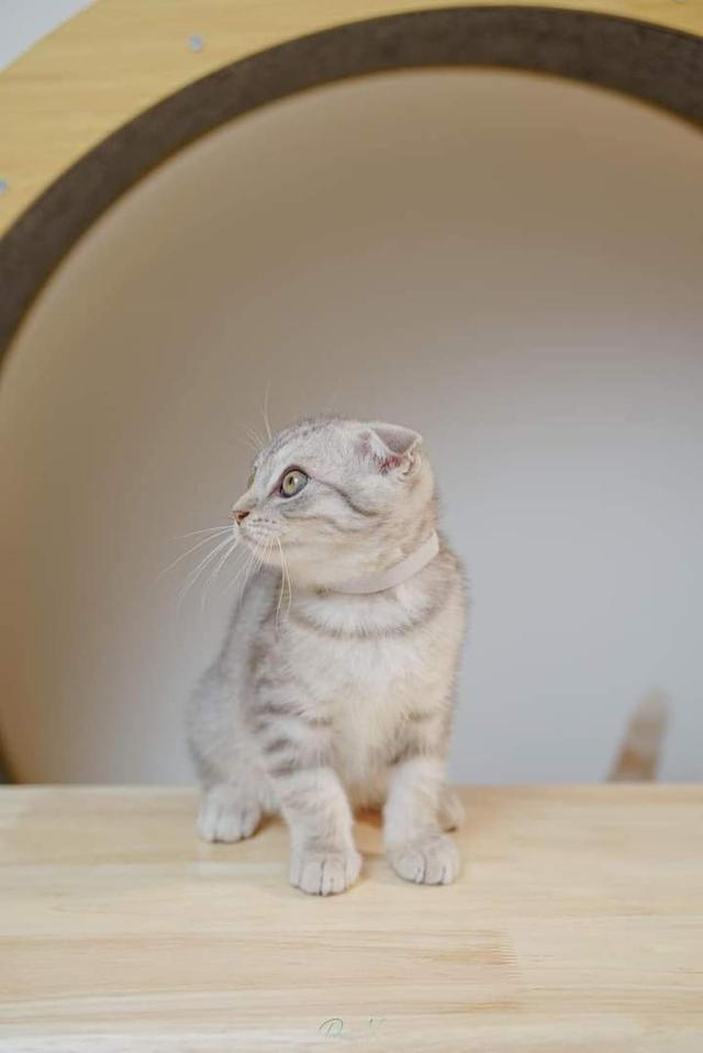 Scottish Fold 2