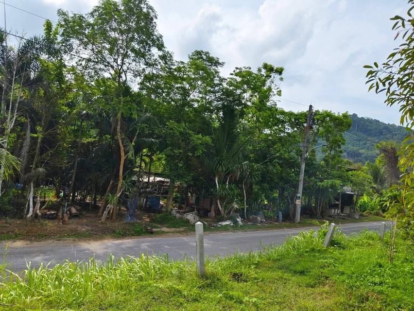 ที่ดินภูเก็ต โซนถลาง 1 ไร่ ควนตาแท่น บ้านเขาล้าน ติดธรรมชาติ ห่างจากถนนหลัก 4 กม. 6