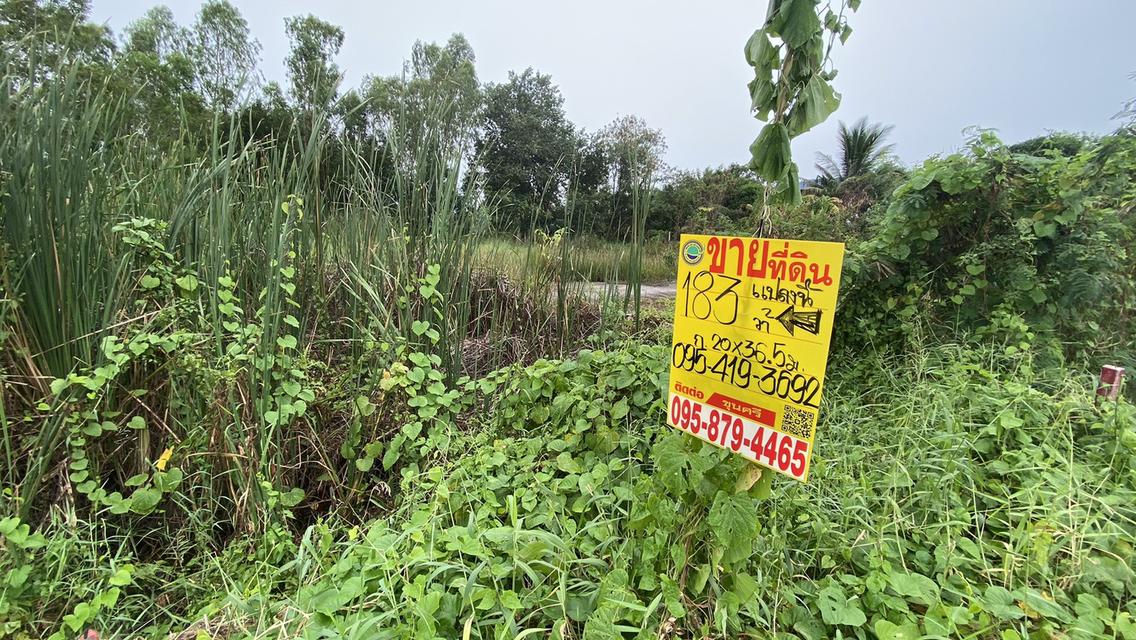 ขายด่วนที่ดินคลองสอง 183 ตรวติดถนนคอนกรีตสาธารณะ ซ.ไอยรา 22 อ.คลองหลวง จ.ปทุมธานี 10