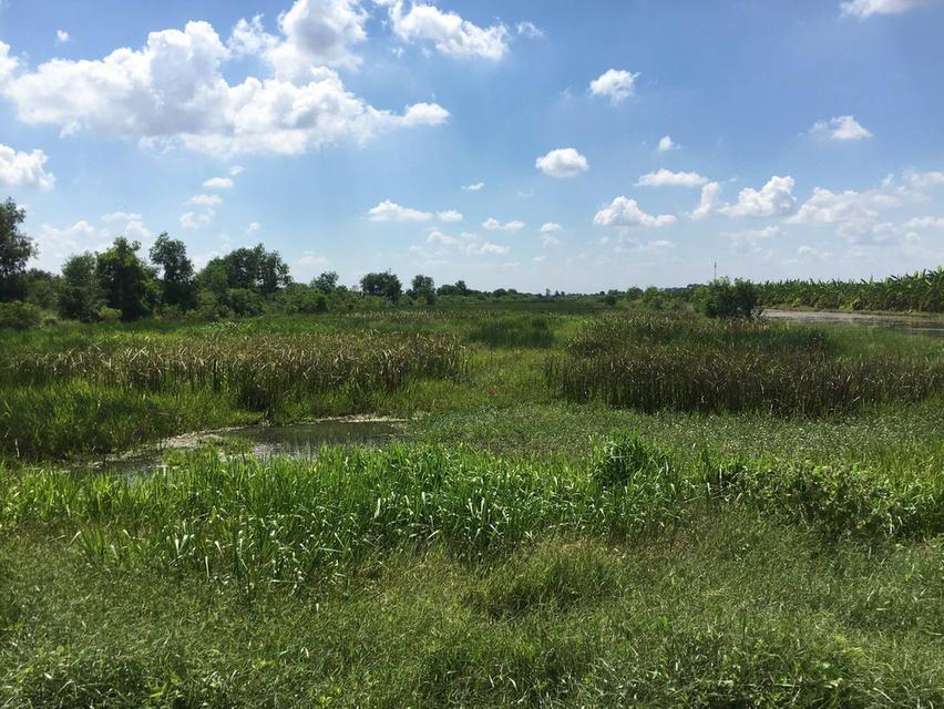 ขายที่ดิน 39 ไร่ คลองหลวงคลองสี่ 4