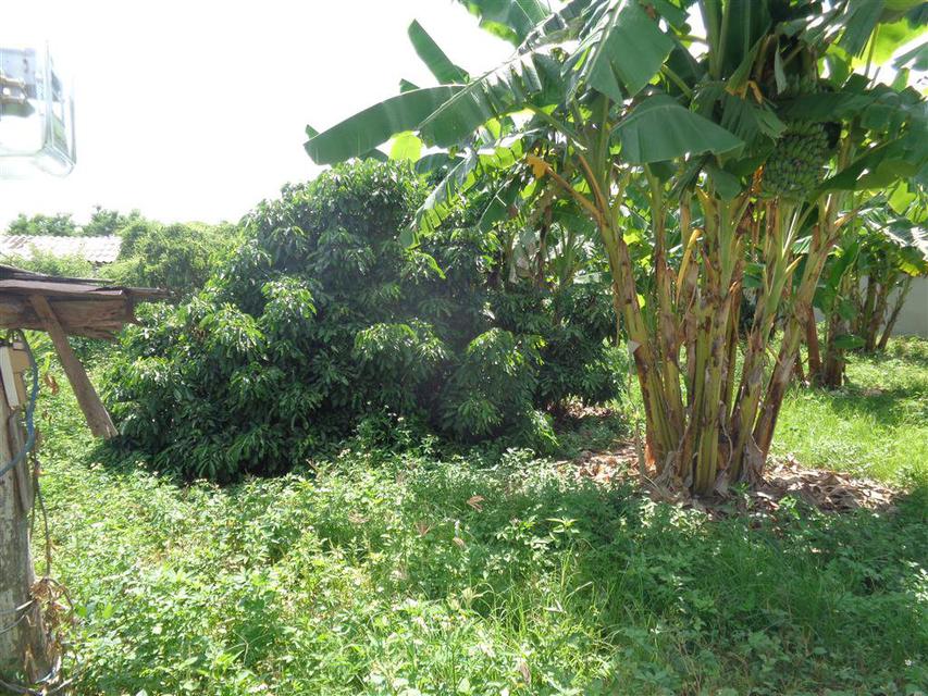SS119ขายที่สวนลำใยและสวนกล้วยติดแม่น้ำปิงเนื้อที่1-0-10ไร่ติ 4