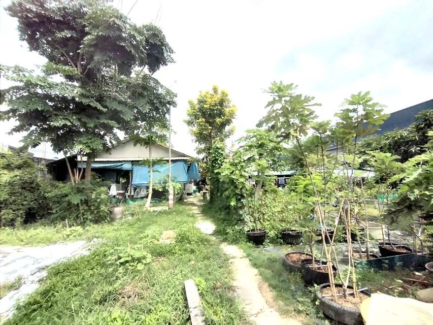 ขาย ที่ดิน 1 ไร่ ถมแล้ว หลังเดอะวอล์ค ราชพฤกษ์ 4