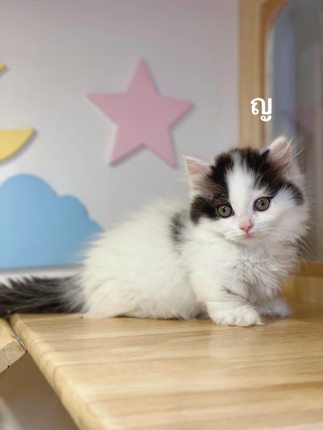 ลูกแมวมันช์กิ้นขาสั้น รูปย่อยที่ 3