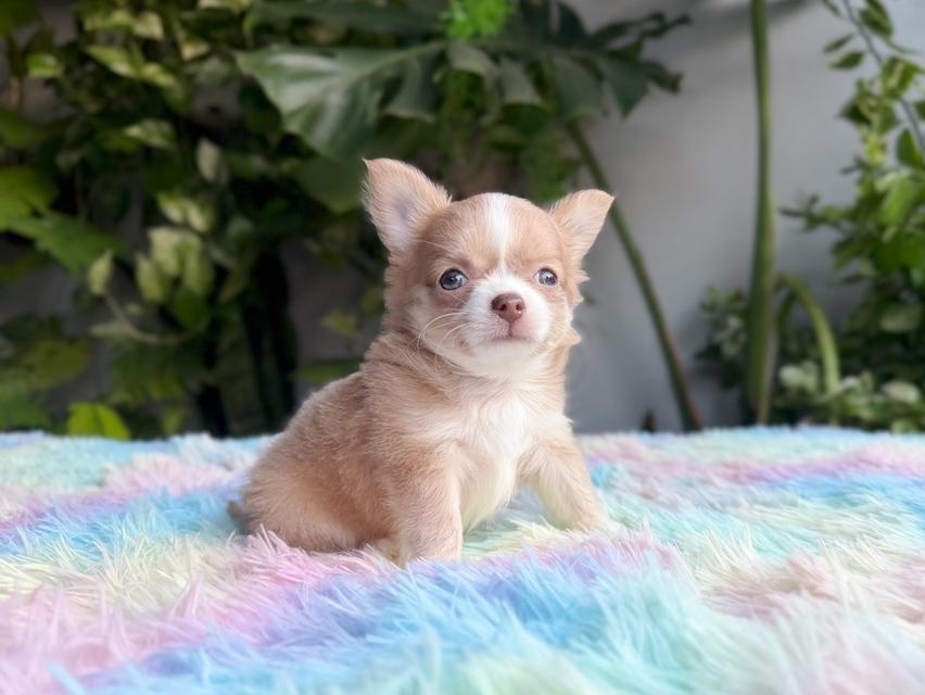 ชิวาวาแท้ขนยาว เพศผู้ พร้อมย้ายบ้าน 12