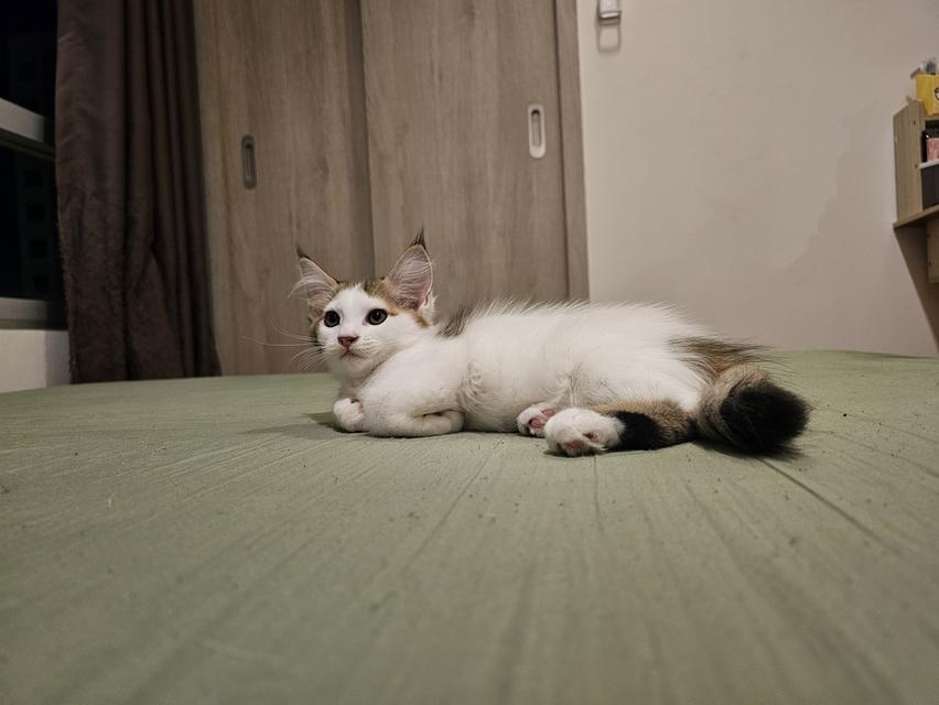 ลูกแมวเมนคูนผสมเปอร์เซีย 1