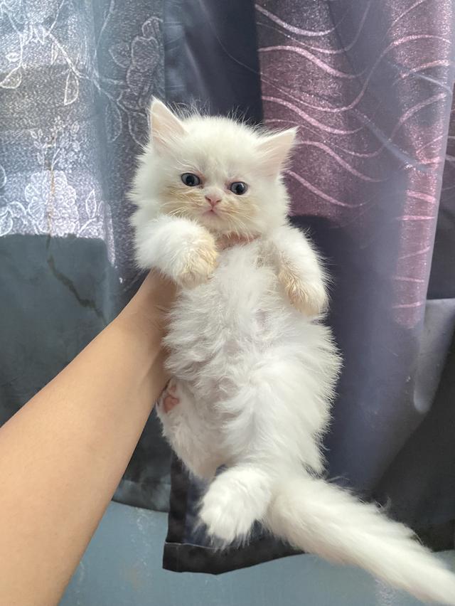 เปิดจอง น้องแมวสก็อตติช