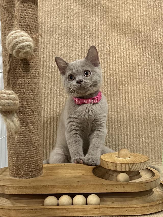 ลูกแมว บริติช ช็อตแฮร์ ใบเพ็ดนอกWCF(British Shorthair)