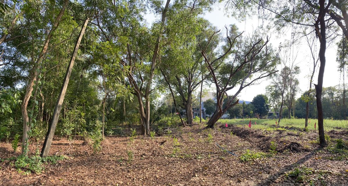 ขายที่ดิน หมู่บ้านเลคการ์เด้นวิลล์ รังสิต คลอง3 ธัญบุรี รังสิต-นครนายก68 พื้นที่ 265 ตรว. ใกล้ฟิวเจอร์พาร์ค รังสิต 2