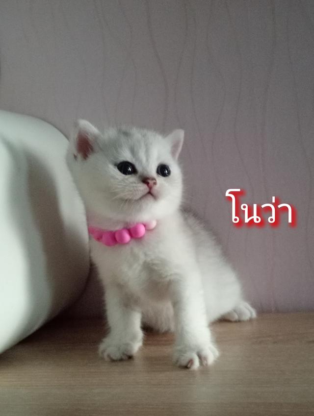 😺ลูกแมวสก็อตติชโฟล์ดแท้🐈🐈🐈