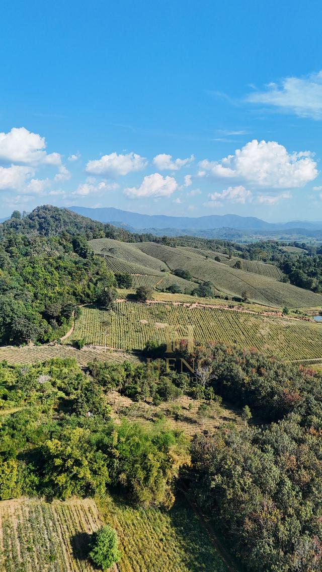 ที่ดินวิวภูเขา 88 ไร่ ติดถนนใหญ่ ทำเลอนาคตไกล แม่จัน  โอกาสพัฒนาได้หลายรูปแบบ!” 7