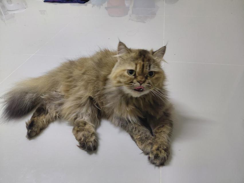 แมวเปอร์เซียแท้ไม่มีผสม 2