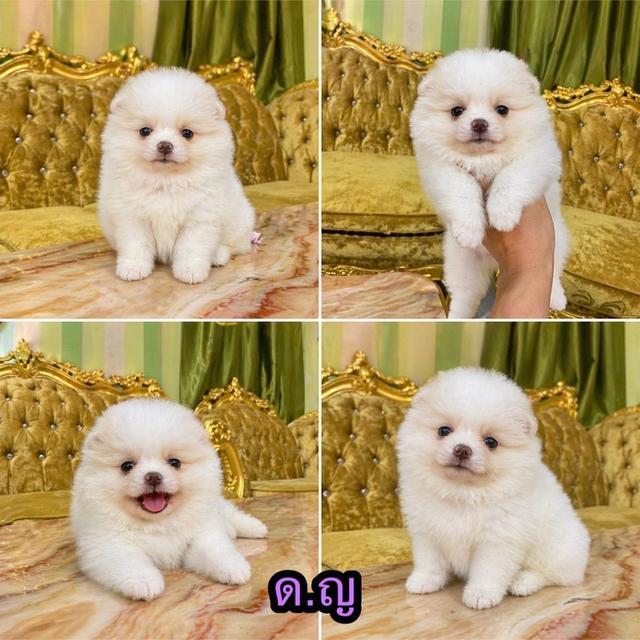 ลูกปอมแท้ อายุ2เดือนพร้อมย้ายบ้าน รูปที่ 4