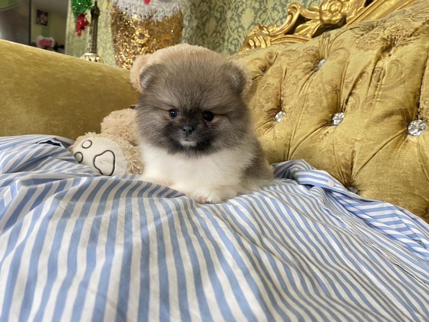 ลูกปอมแท้อ้วนกลมหมี อายุ2เดือน จัดส่งฟรี 4