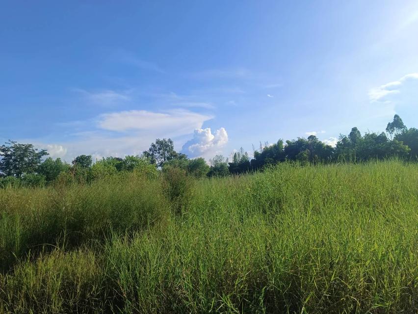 ขายที่ดินนนทรี 2 ไร่ ติดถนนลาดยางใกล้ถนนสุวรรณศร33-4กม. อ.กบินทร์บุรี ปราจีนบุรี 7