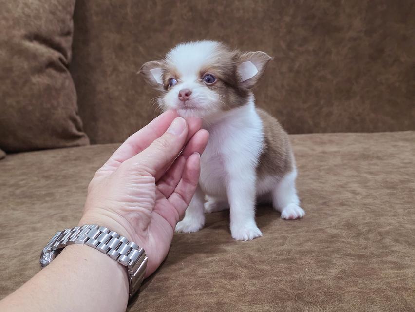 Chihuahua แท้เพศผู้ น้องฟูจิ
