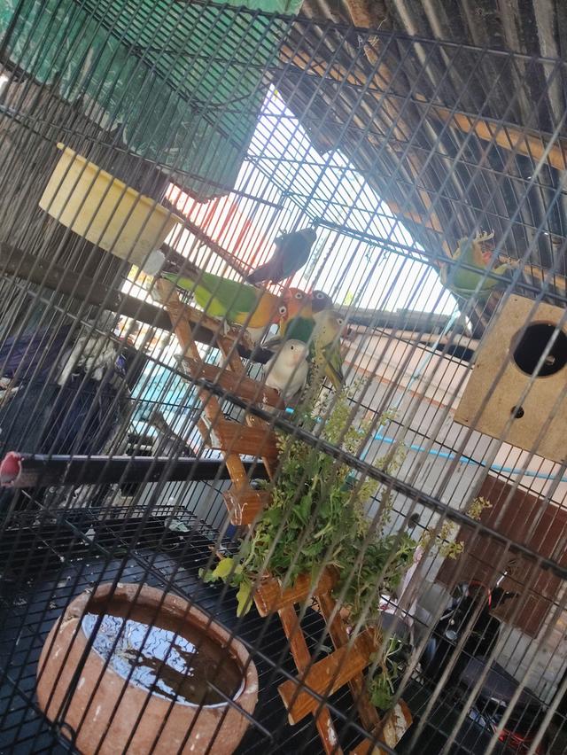 ขายนกเลิฟเบิดร์ราคาคุ่800 4