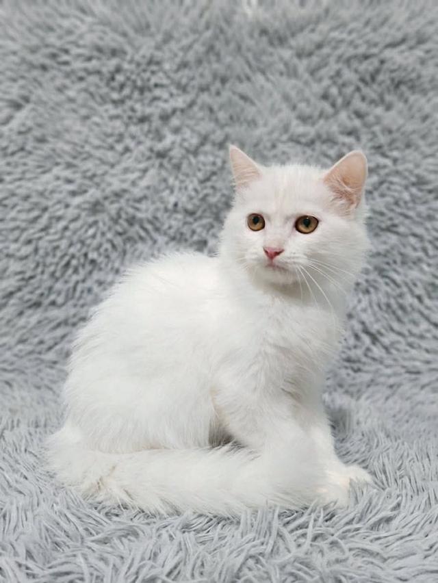 น้องแมวทุกสายพันธุ์สัตว์เลี้ยง.