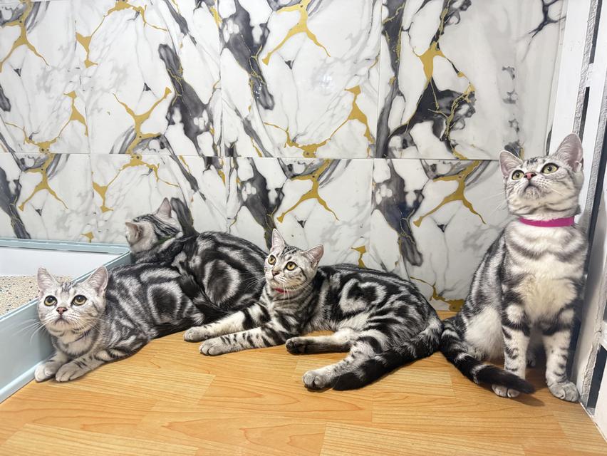 แมวพันธุ์อเมริกันช็อตแฮร์แท้