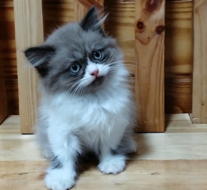 ลูกแมวเปอร์เซียลพบุรี