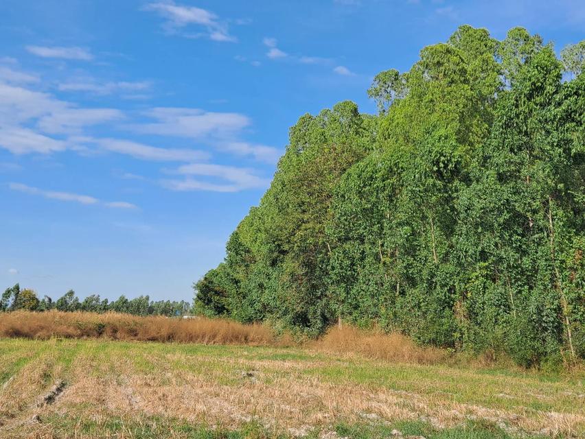 ขายที่ดินติดนิคม 304 ปราจีนบุรี  6