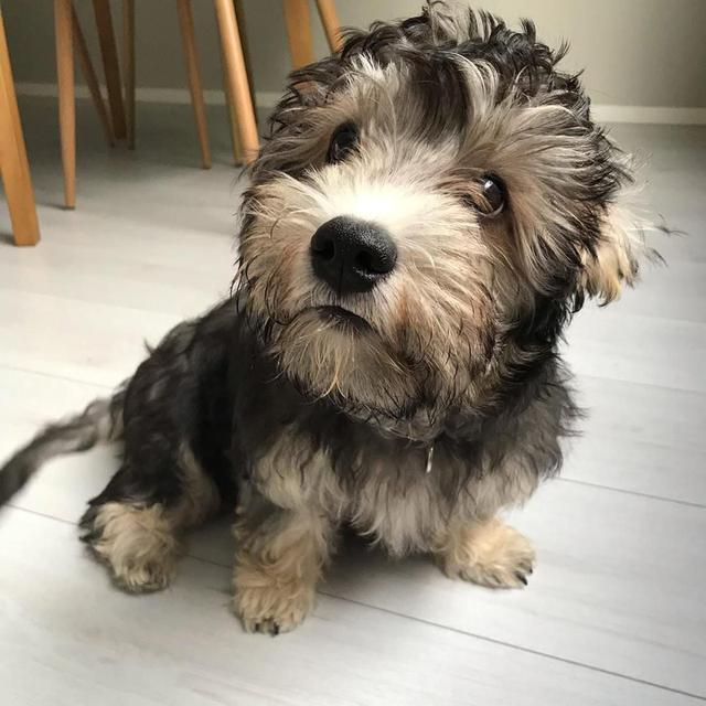 Dandie Dinmont Terrier  WhatsApp me : +66 63 826 3042 รูปที่ 2