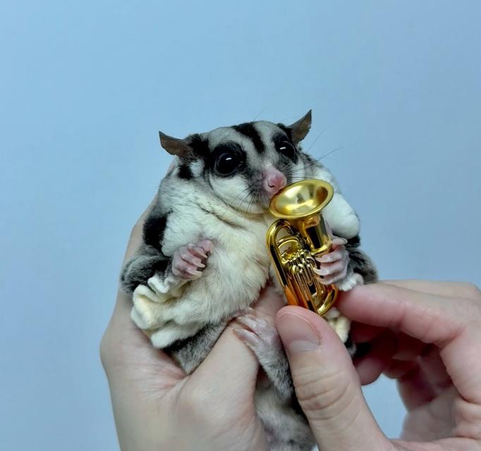 ขายพ่อพันธุ์ Sugar Glider 4