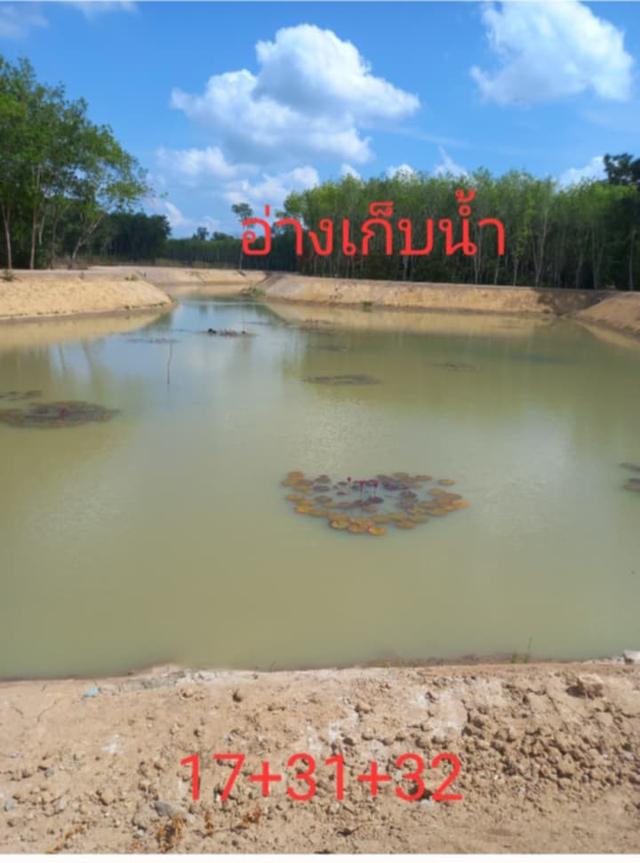 ขายที่ดิน  พร้อม ต้นยาง   