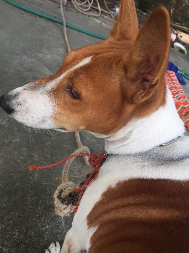 สุนัข Basenji หาบ้าน 3