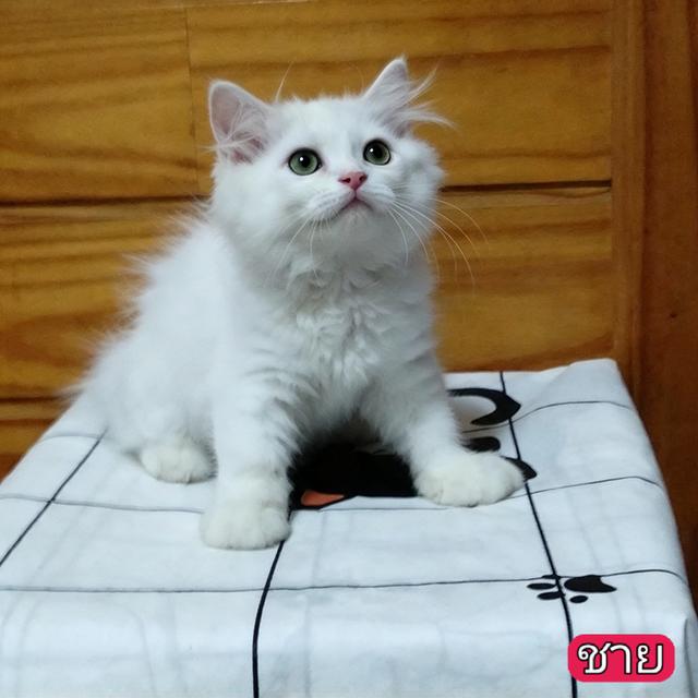 ลูกแมวเปอร์เซียลพบุรี รูปที่ 2