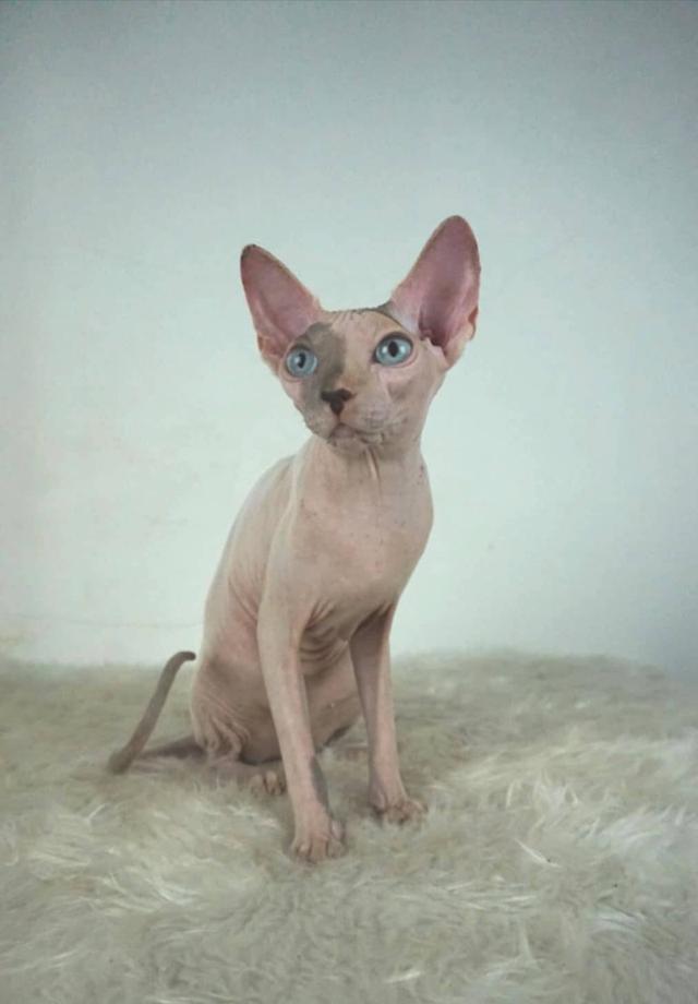 9.แมวสฟิงซ์/เพศเมีย หาบ้าน Sphynx Cat/Female looking for a new home