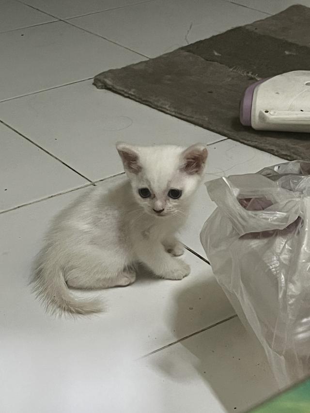 ขายแมววเด็กหาบ้านใหม่ด่วน รูปที่ 3