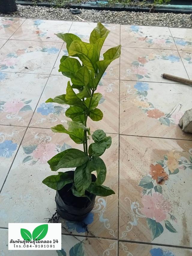 มะลิซ้อน ต้นมะลิซ้อน