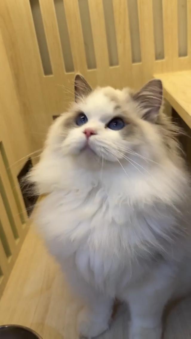 แมวแร็กดอลเด็กชาย 7เดือนหล่อขี้อ้อน