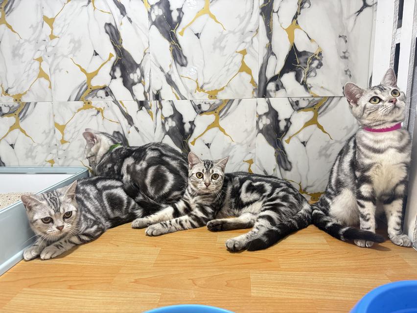 แมวพันธุ์อเมริกันช็อตแฮร์แท้