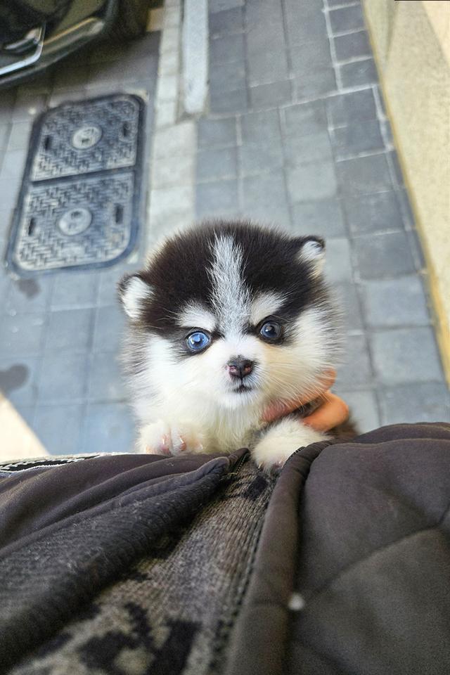 ขายลูกสุนัข Pomsky แท้ นำเข้าจากเกาหลี หน้าหมี น่ารักมาก หายากในไทย รูปที่ 9