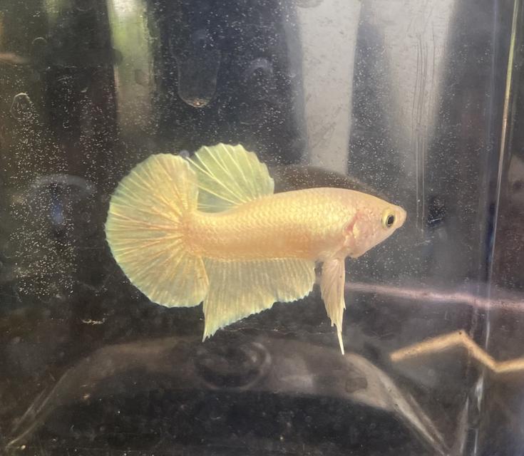 ปลากัดสวยงาม สีทอง เพศผู้ (Betta Gold Male) 5