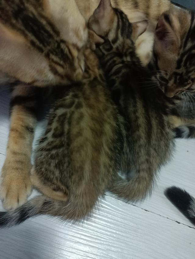 ลูกแมวเบงกอล Bengal Cat