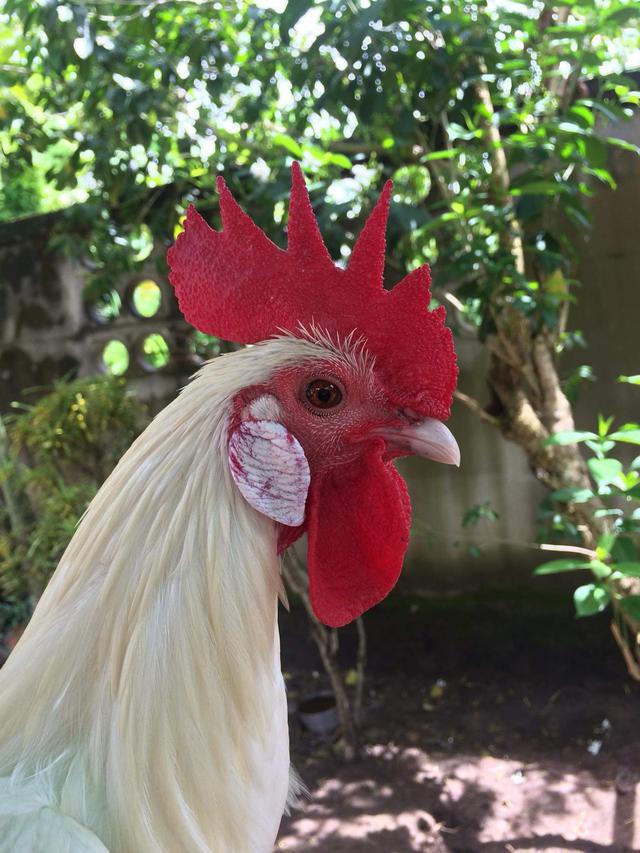 ไก่ต่อ ไก่ตั้ง สีขาวมงคล 2