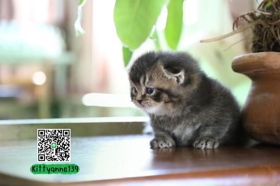 แมวเปอร์เซียผสมบริติชwcf รูปที่ 8