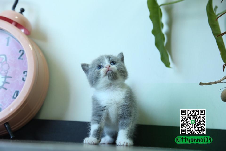 แมวหิมาลายันบริติชแท้ 3