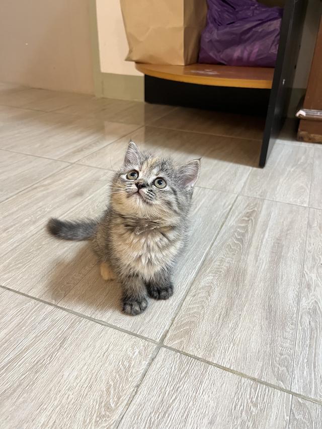 แมวสก๊อตติช 🥰😁😁❌❌❌❌