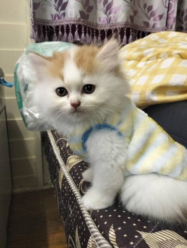 เปิดจองลูกแมวเปอร์เซียเพศ ญ ขาวส้ม รับน้องได้หลัง 14 มีค 69 เปิดกล้องดูก่อนได้ค่ะ รูปที่ 7