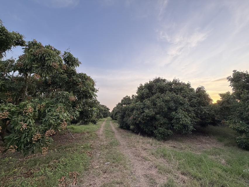 ขายที่สวนลำไย ราคาถูก-สามารถซื้อไปขายต่อหรือปล่อยเช่าได้ 6