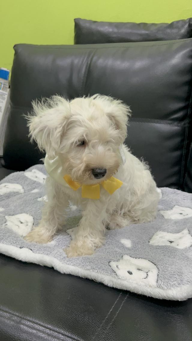 มินิชเนาเซอร์ สีขาว พันธุ์แท้ พ่อแม่มีใบเพ็ด 3