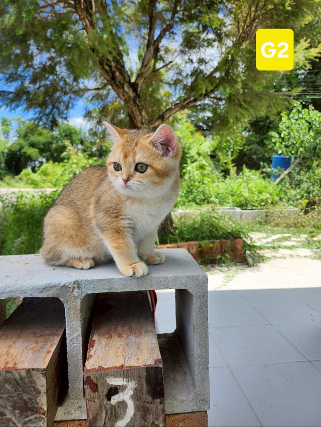 น้องบริติช 9