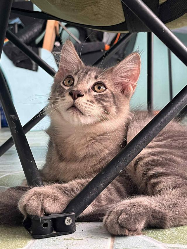แมวเมนคูน 2