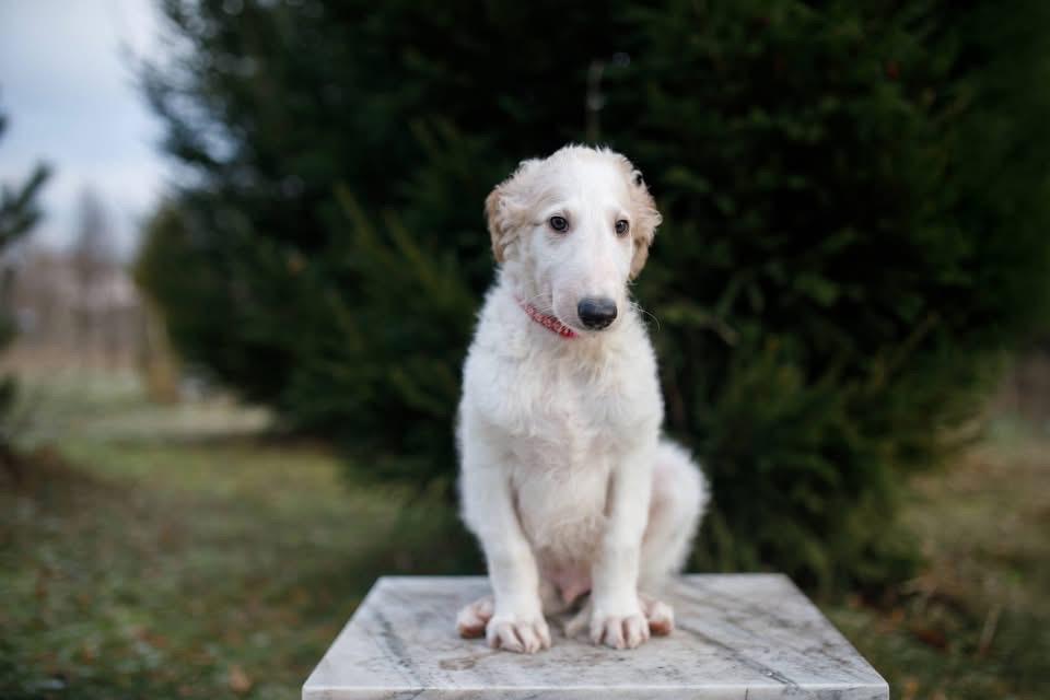 สุนัข Borzoi ตัวผู้