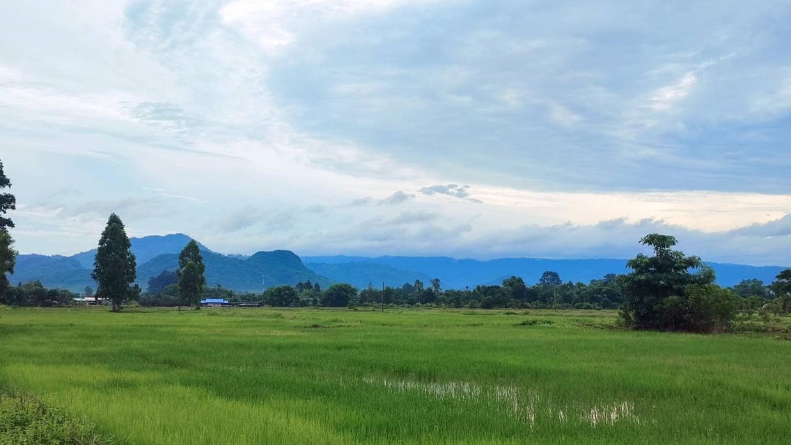 ขายที่ดิน เมืองนครนายก แปลงสวย วิวเขา ติดถนนคอนกรีต น้ำ-ไฟพร้อม มี 2ขนาด 100ตร.วา กับ 1ไร่ นครนายก 7