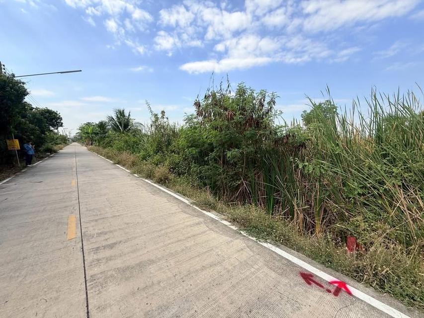 Vายด่วนที่ดิน 512 ตารางวา ใกล้อนามัยบางหลวง ชอยองุ่น บางหลวง เมืองปทุมธานี 3